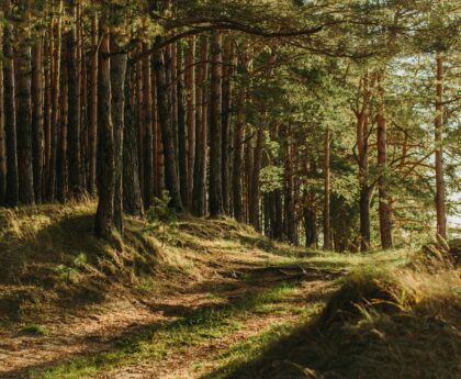 green leafed trees